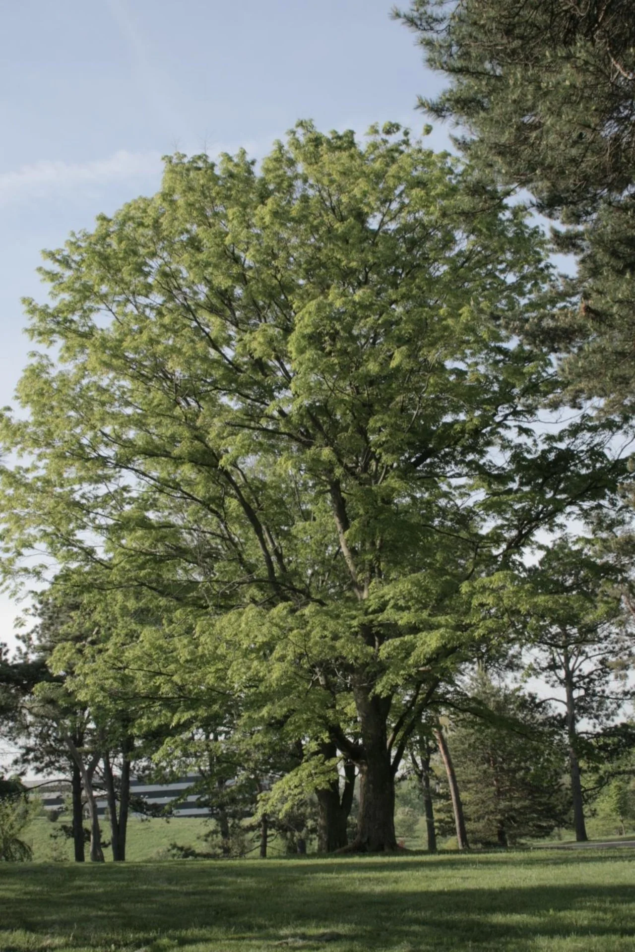 Japanese Zelkova