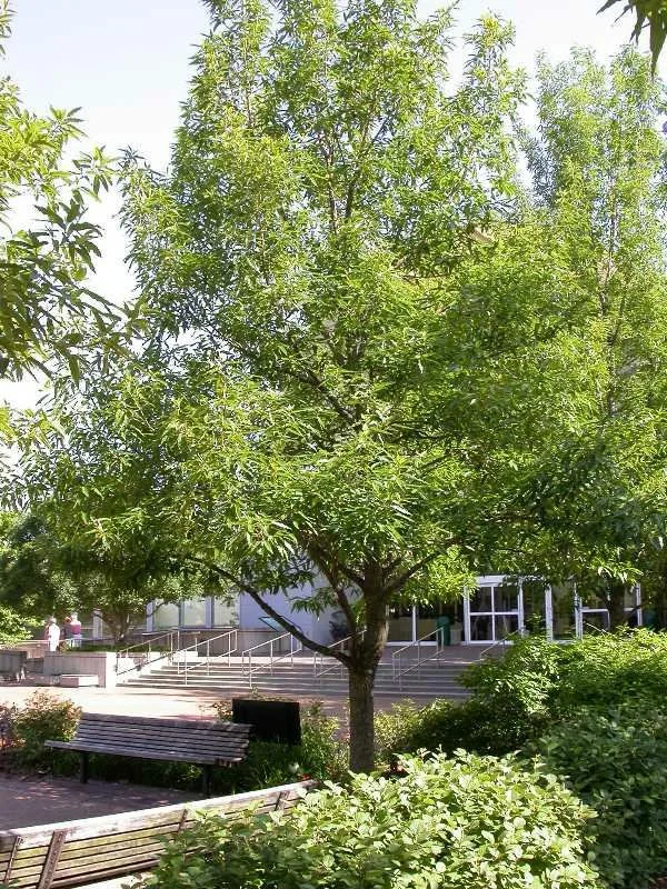 Sawtooth Oak