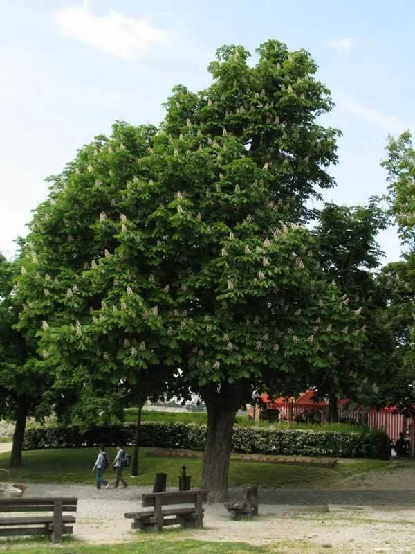 Common Horsechestnut