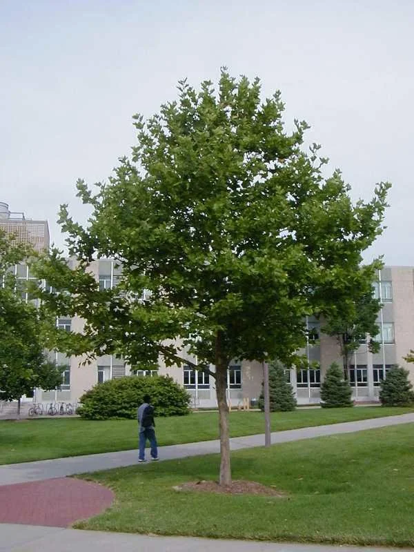 London Planetree
