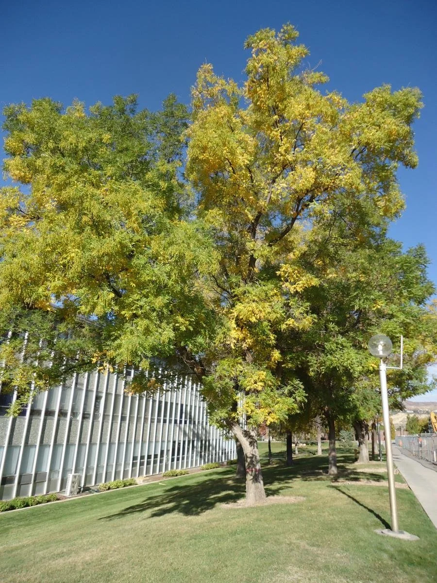 Scholar Tree