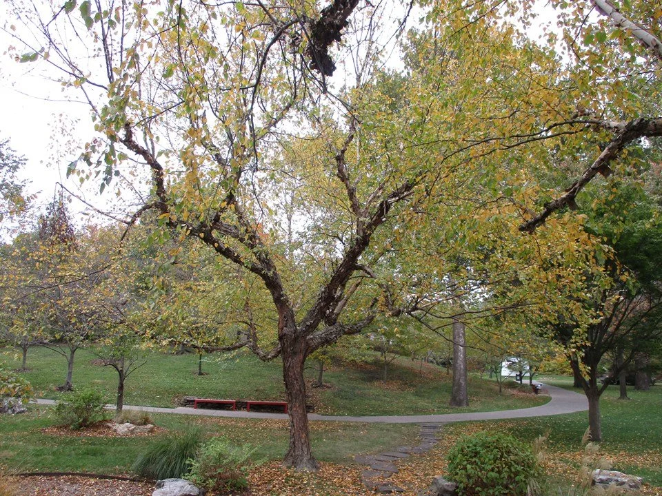 River Birch ‘Heritage’