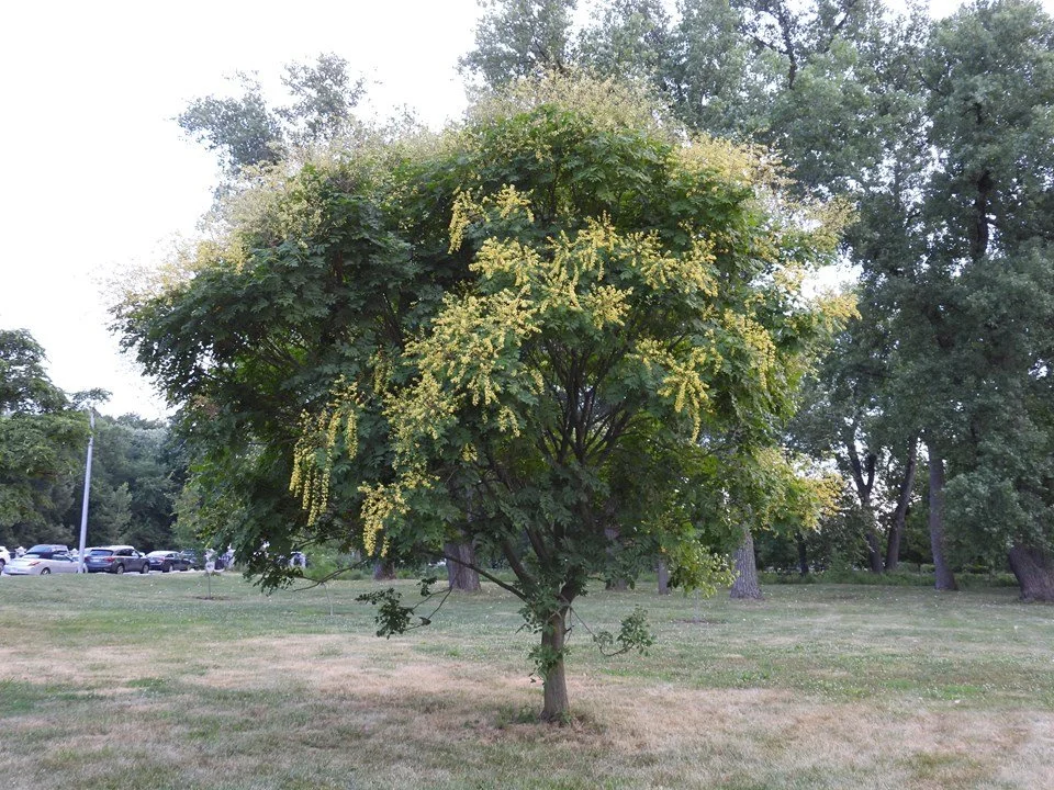 Goldenrain Tree