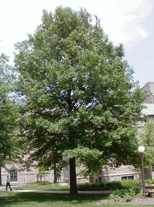 Pin Oak