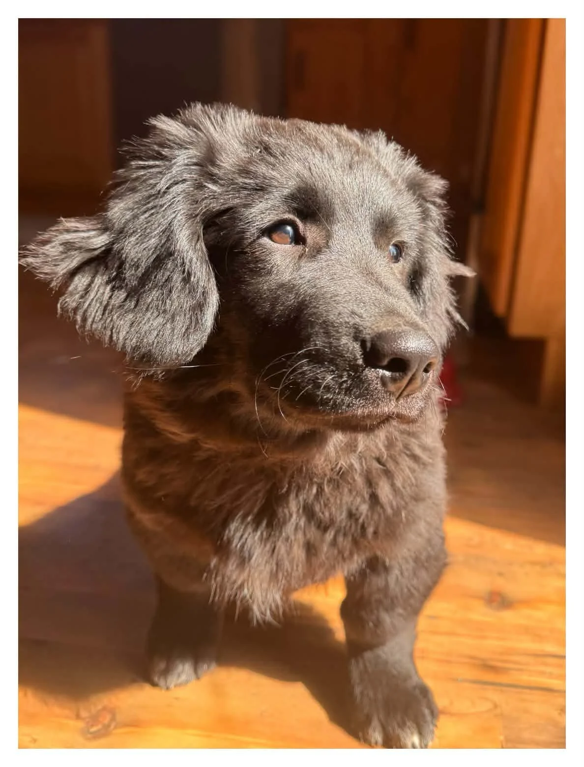 Benny (Open for Applications)