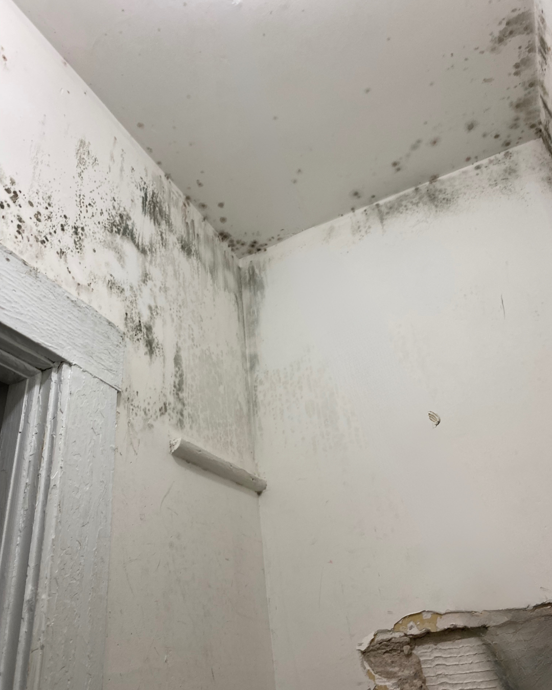Mold On Walls .png