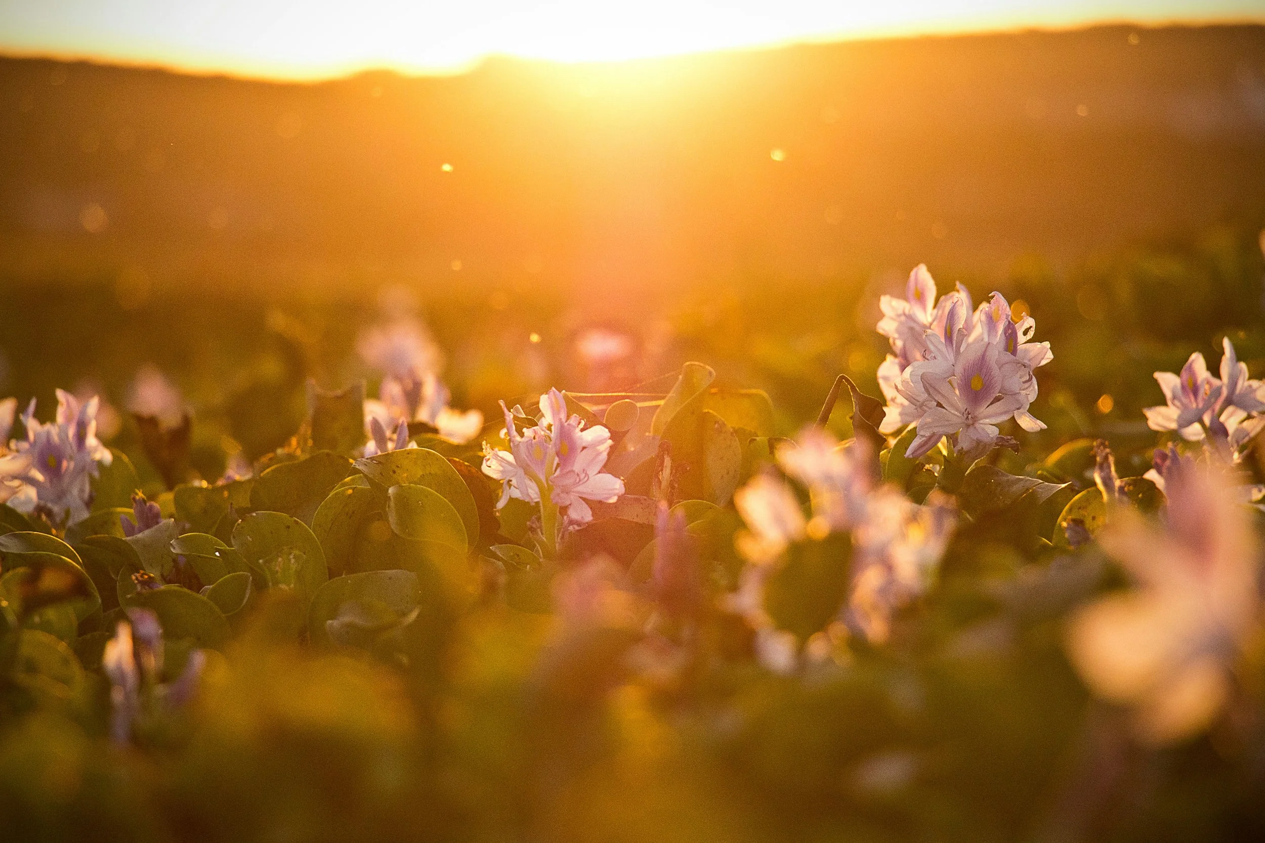 Flowers blooming on a field during sunset with warm sunlight