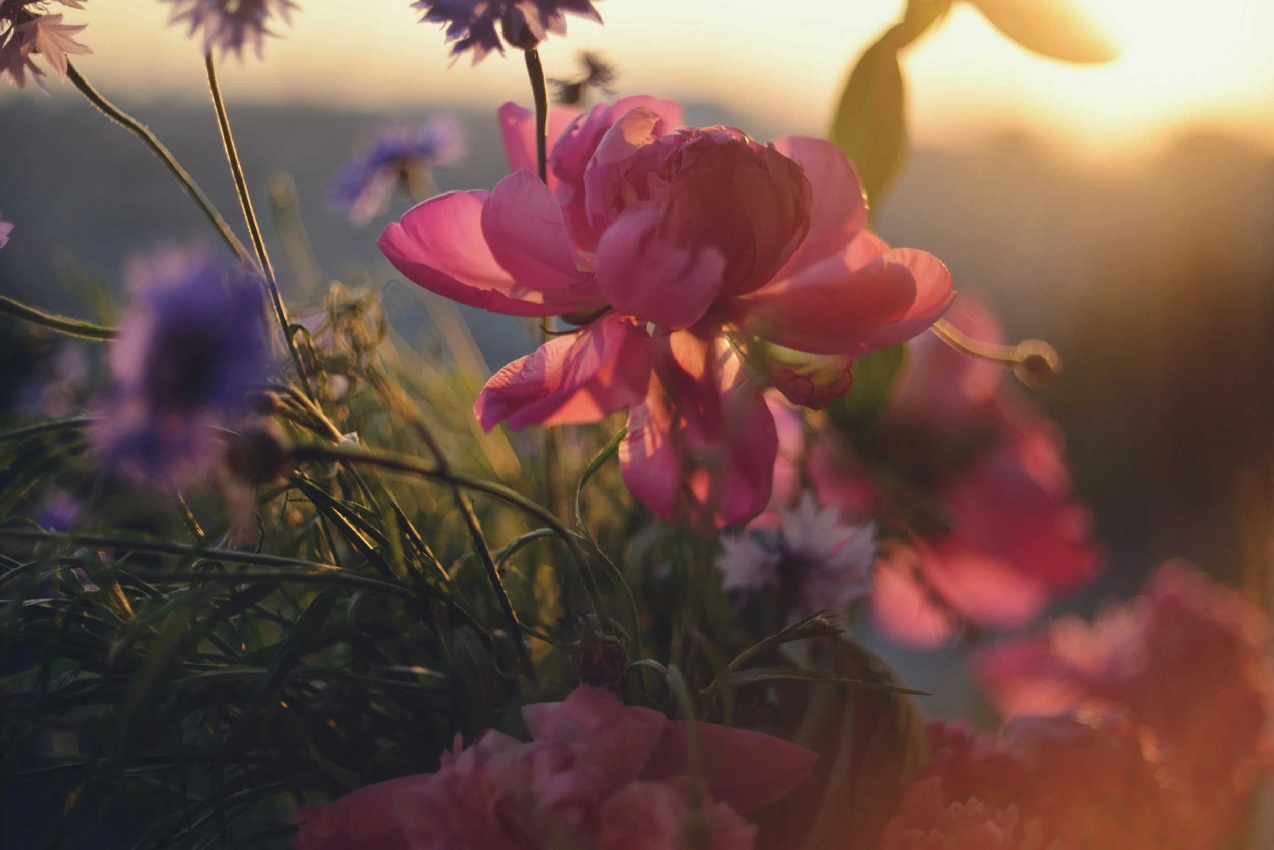 Close-up of pink and purple flowers illuminated by sunset light