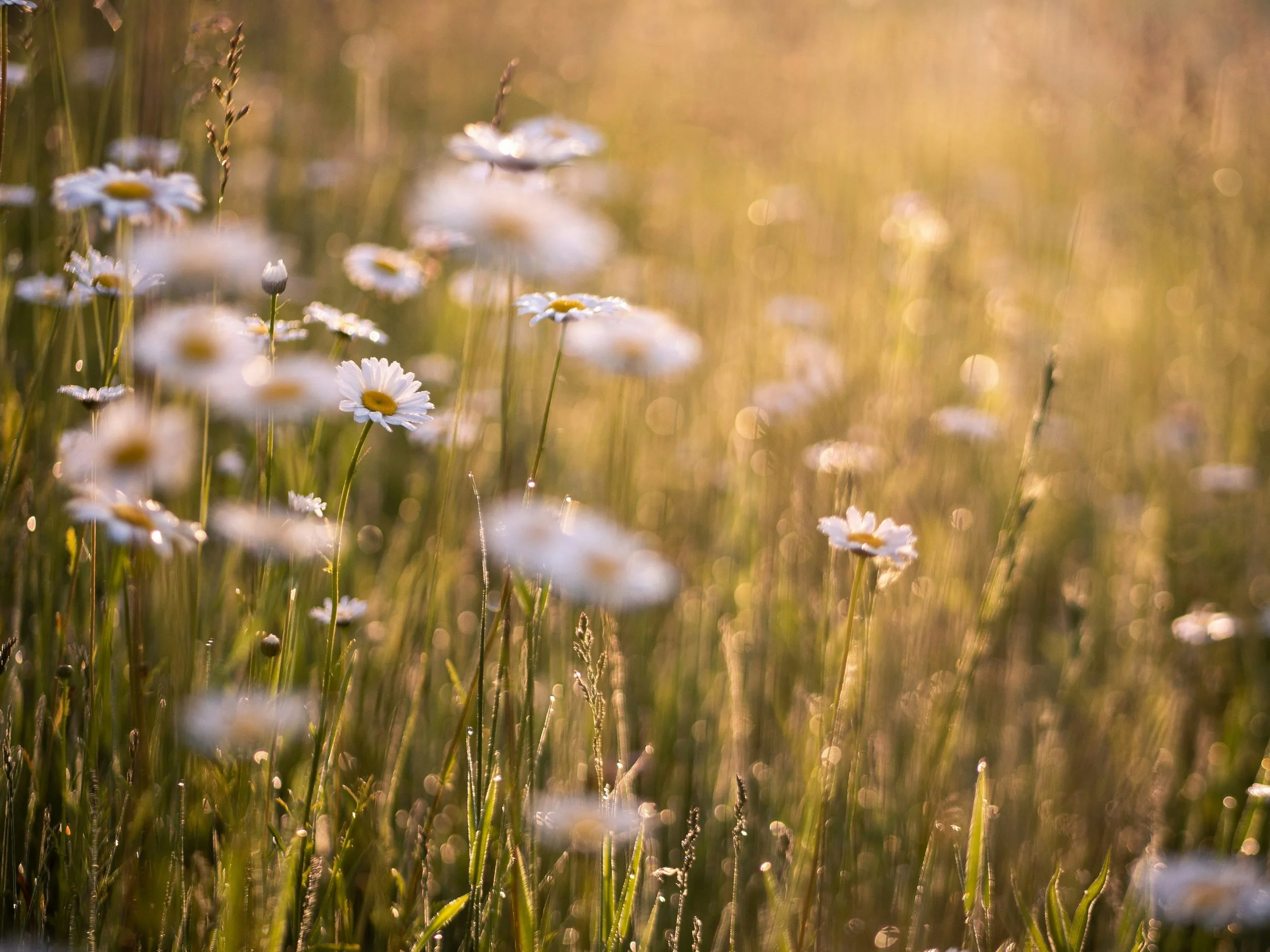 A field of daisies illuminated by the warm glow of the setting sun with a soft, bokeh background.