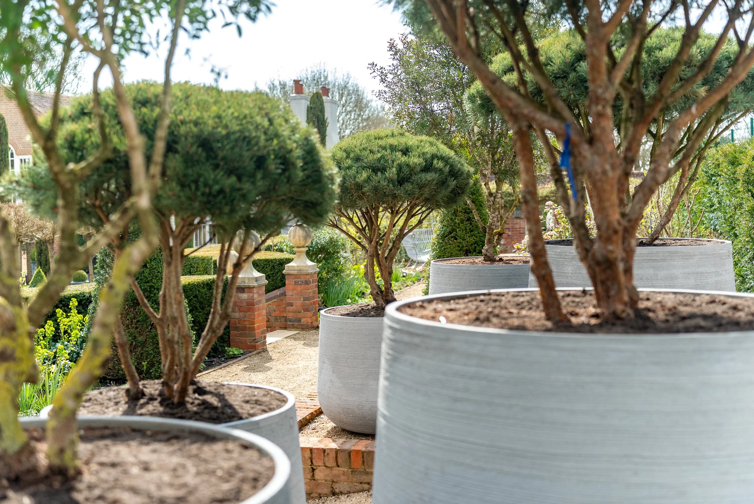 Large white planters with pruned trees in a garden with brick and stone features and lush greenery in the background.