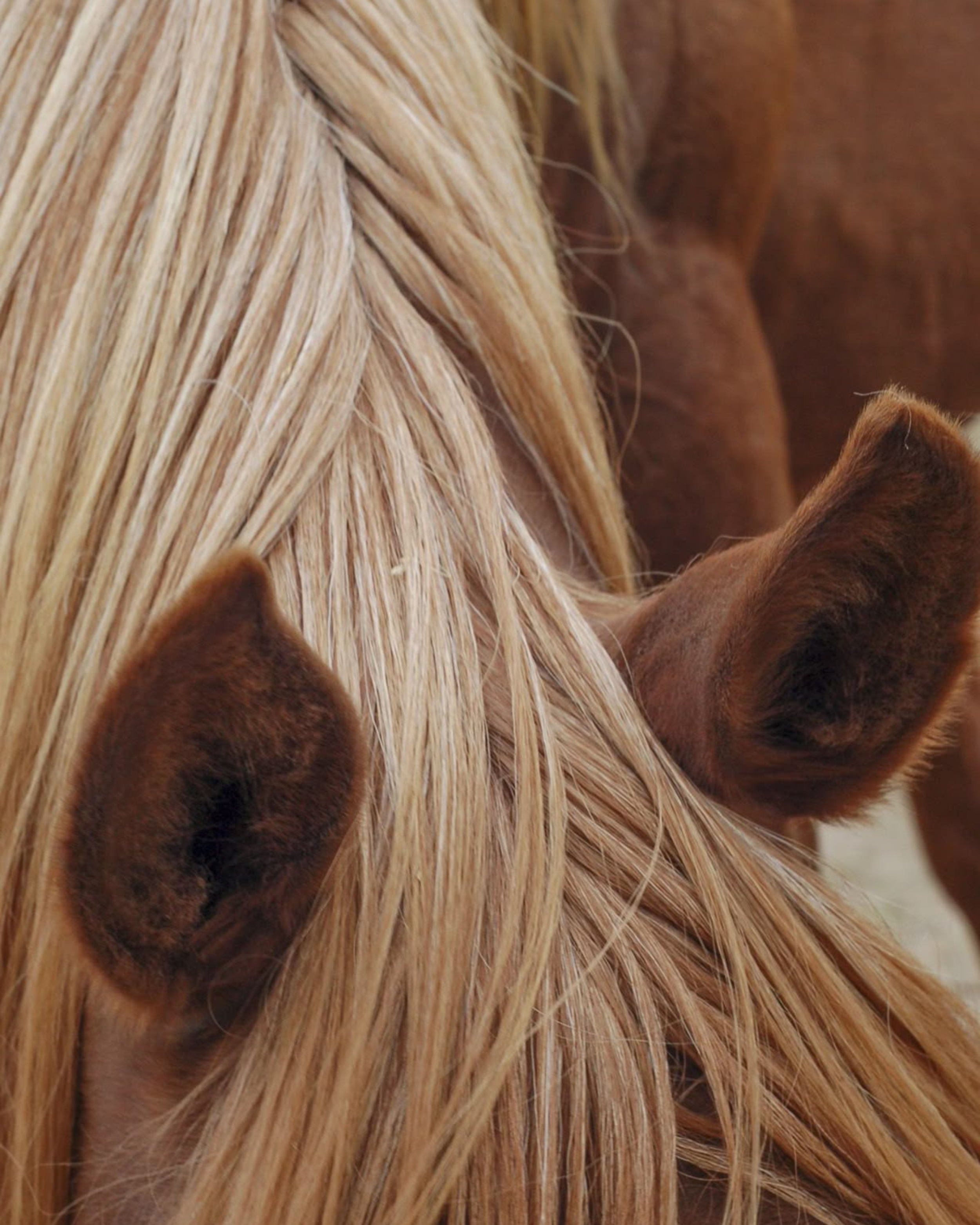 (virtual) Courageous Voice - Breathwork Healing Journey - February 6th