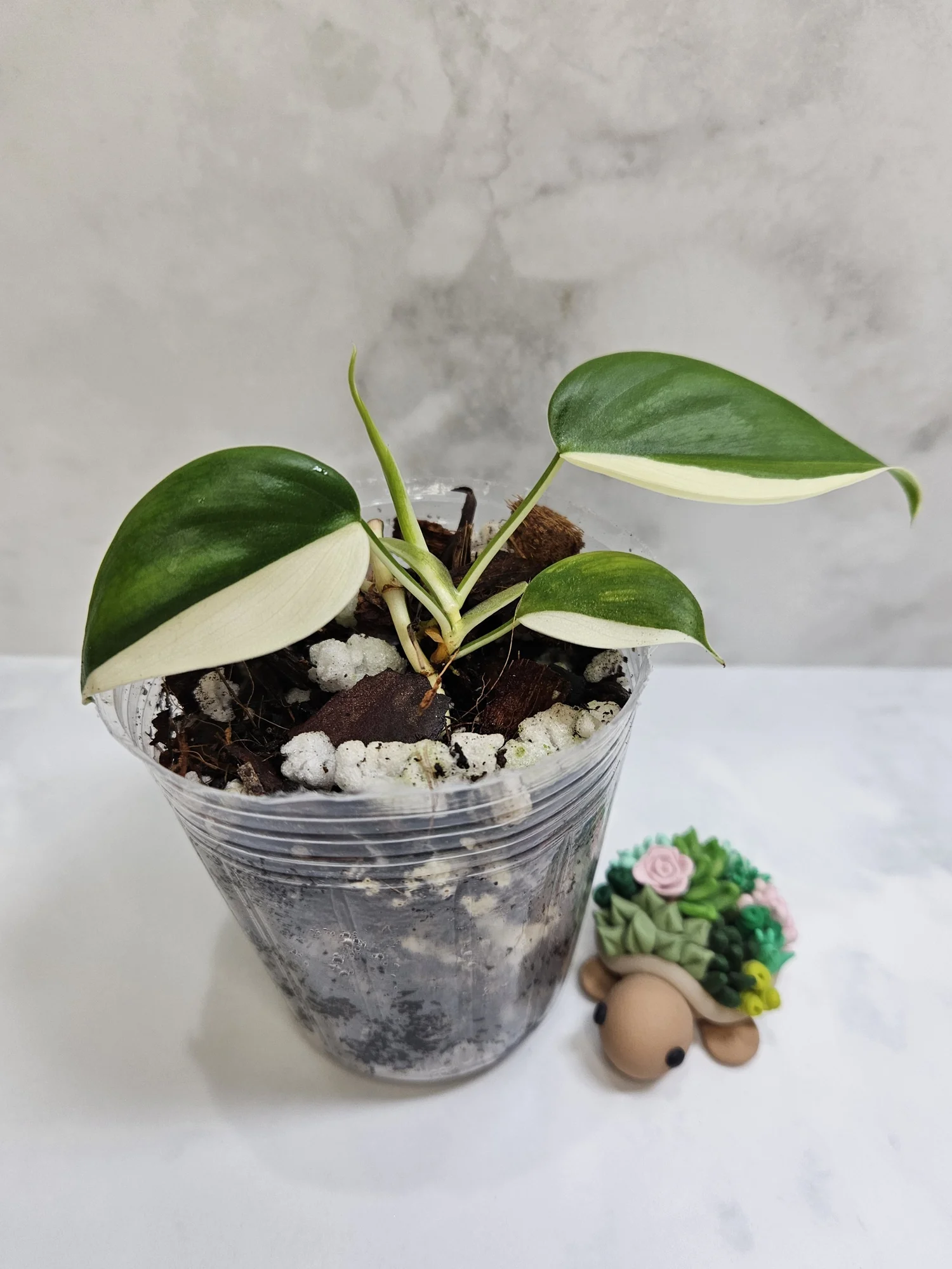 epipremnum pothos Epipremnum aureum 'Neon Pothos'