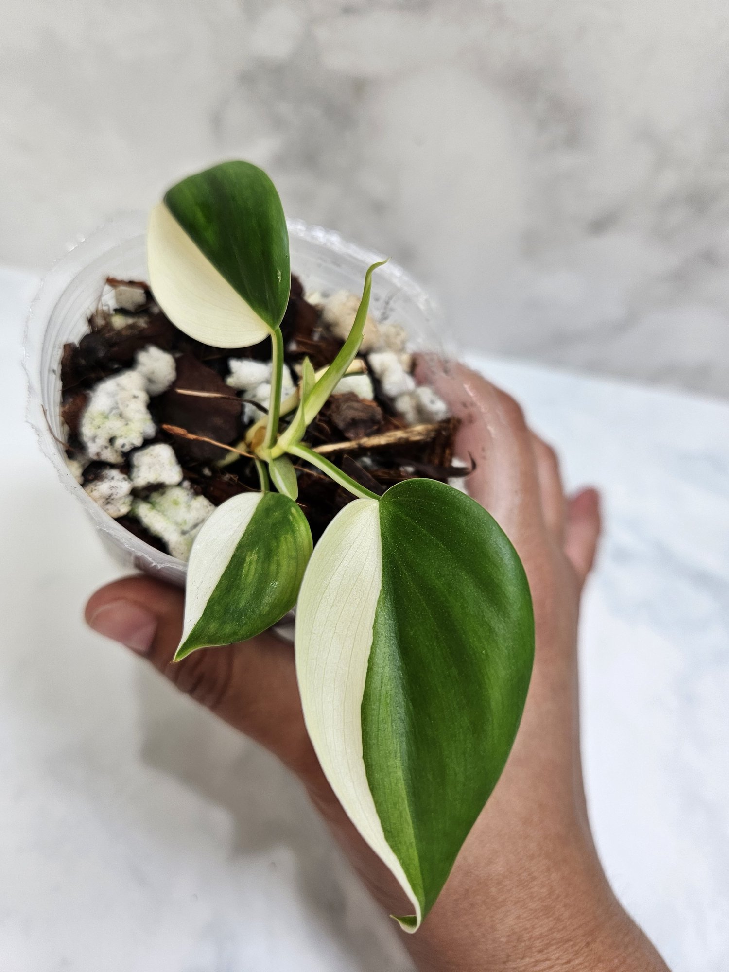 Philodendron heartleaf albo  Annie's Jungle Shop