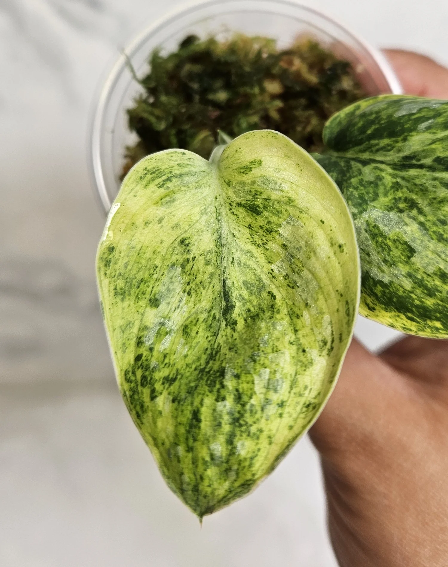 Scindapsus tembaga — Annie's Jungle Shop