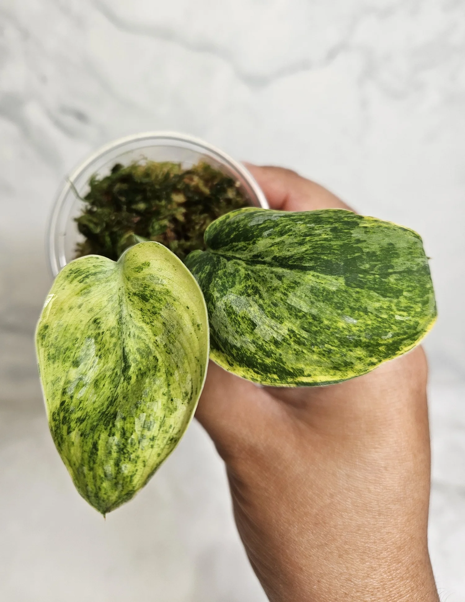 Scindapsus tembaga — Annie's Jungle Shop