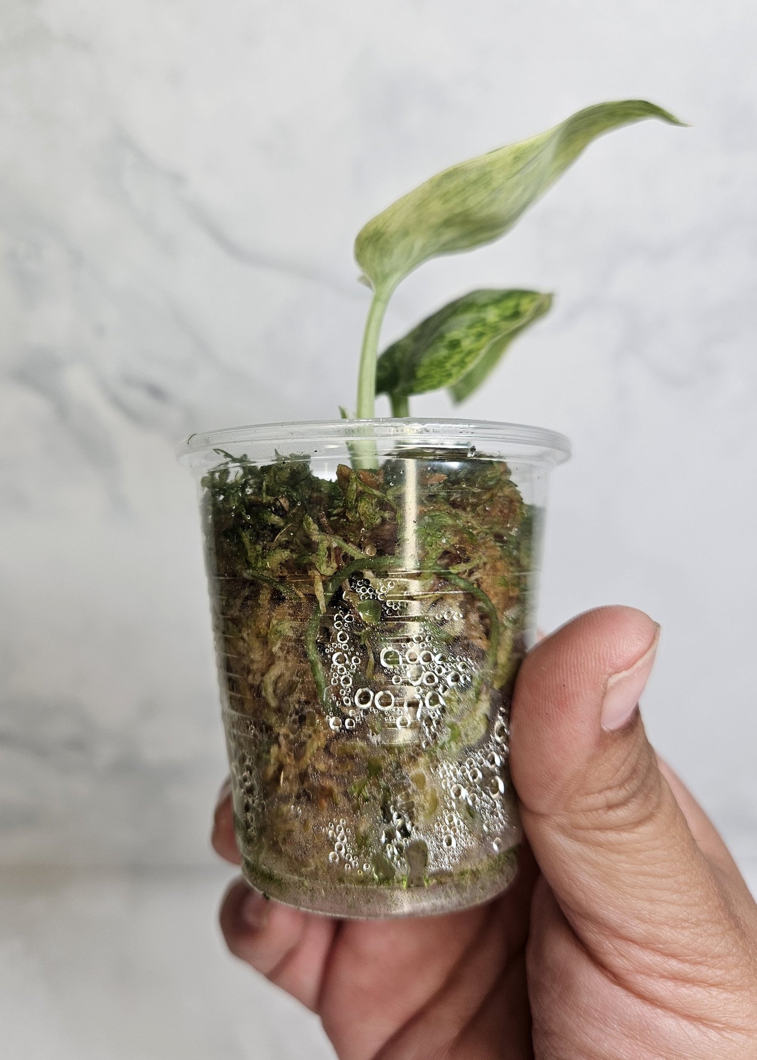 Scindapsus tembaga — Annie's Jungle Shop