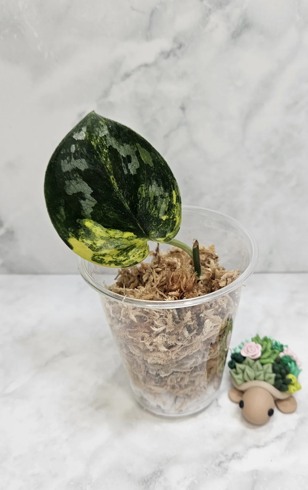 scindapsus bakudapati ① Scindapsus Bakudapati - Etsy