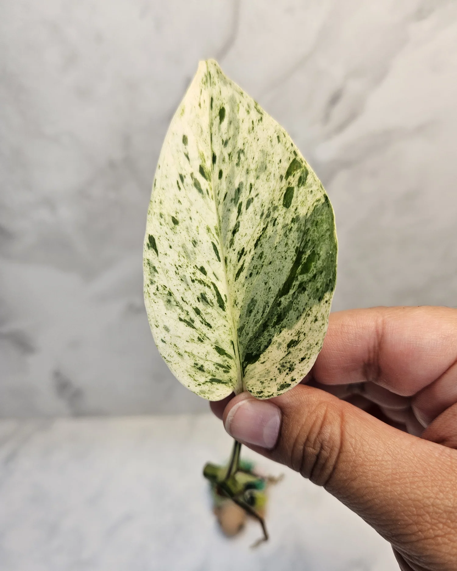 Epipremnum aureum teruno cast  Annie's Jungle Shop