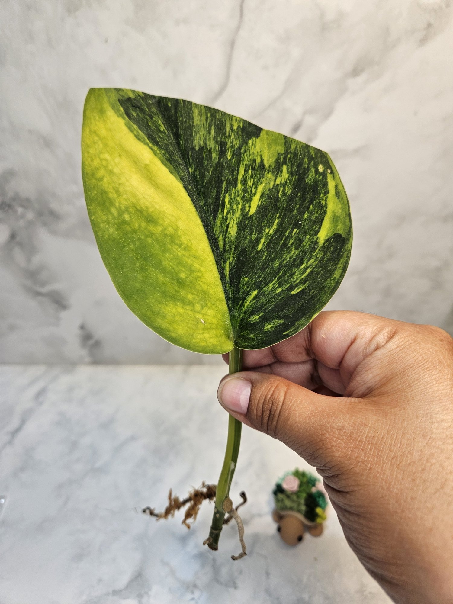 Scindapsus garawa — Annie's Jungle Shop