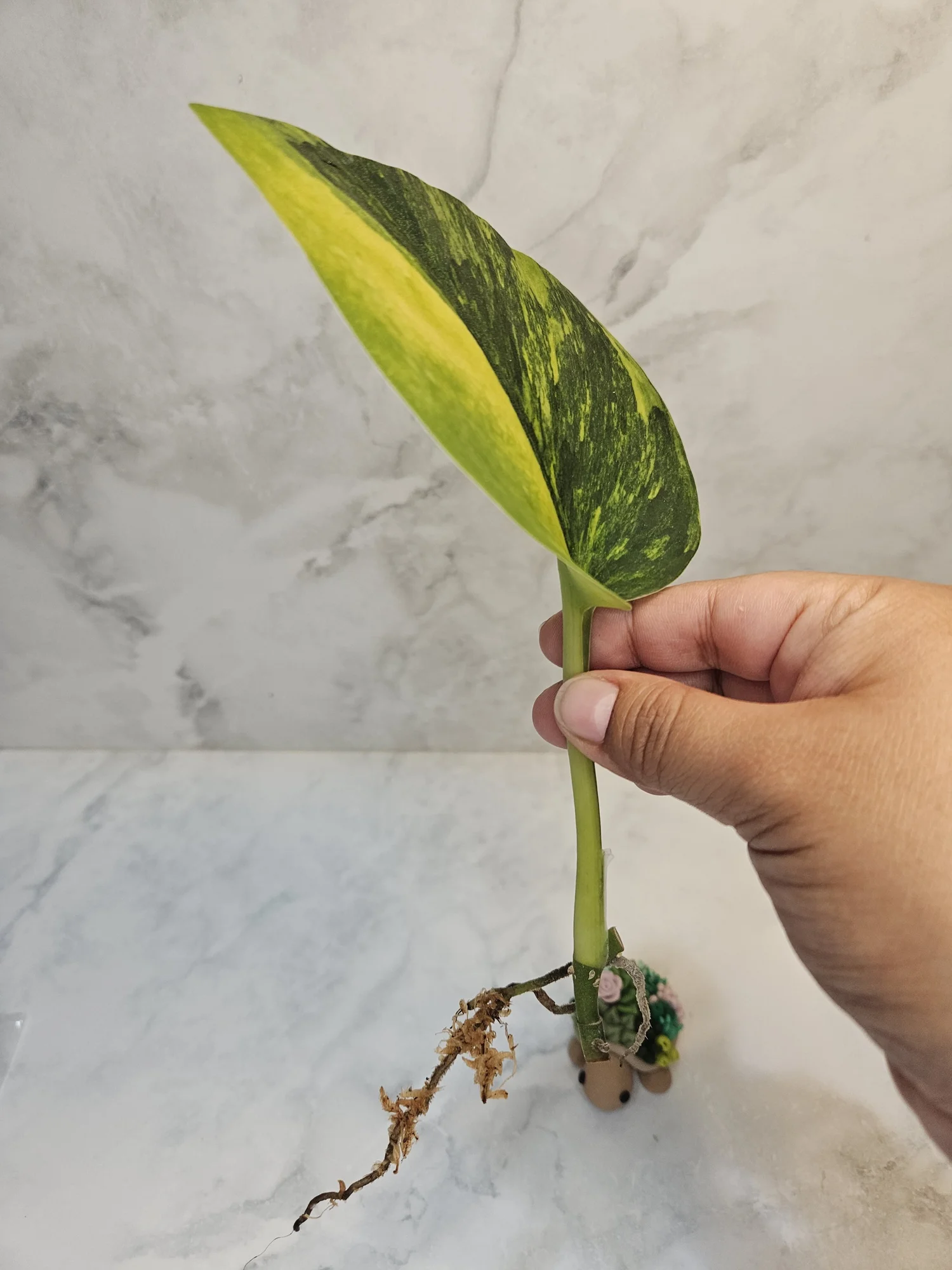Scindapsus garawa — Annie's Jungle Shop