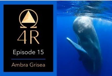 4R Episode 15 on Sherr Online: Ambra Grisea, with a sperm whale
