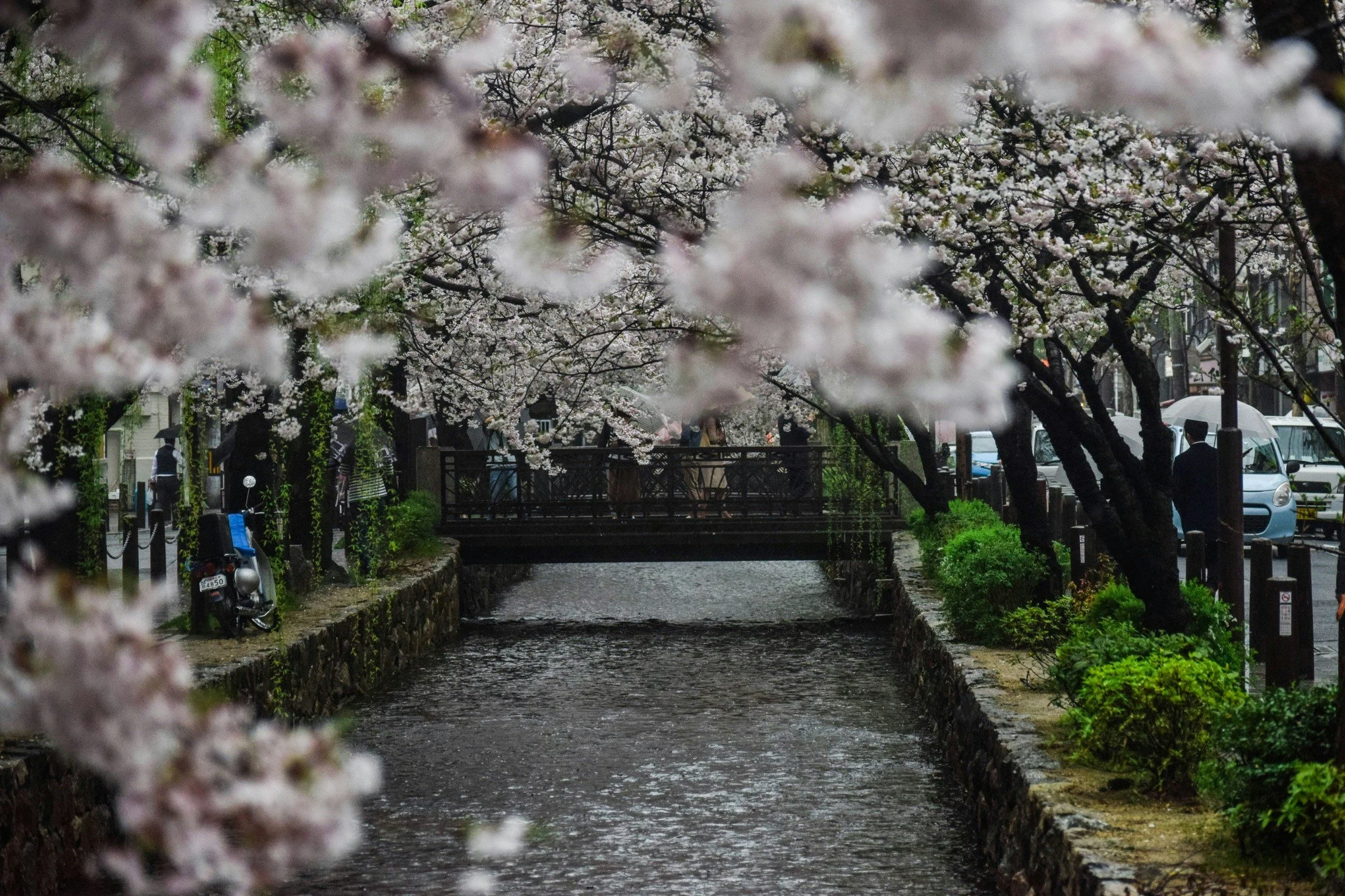 Cherry blossoms are known for setting a scene, especially in full bloom.