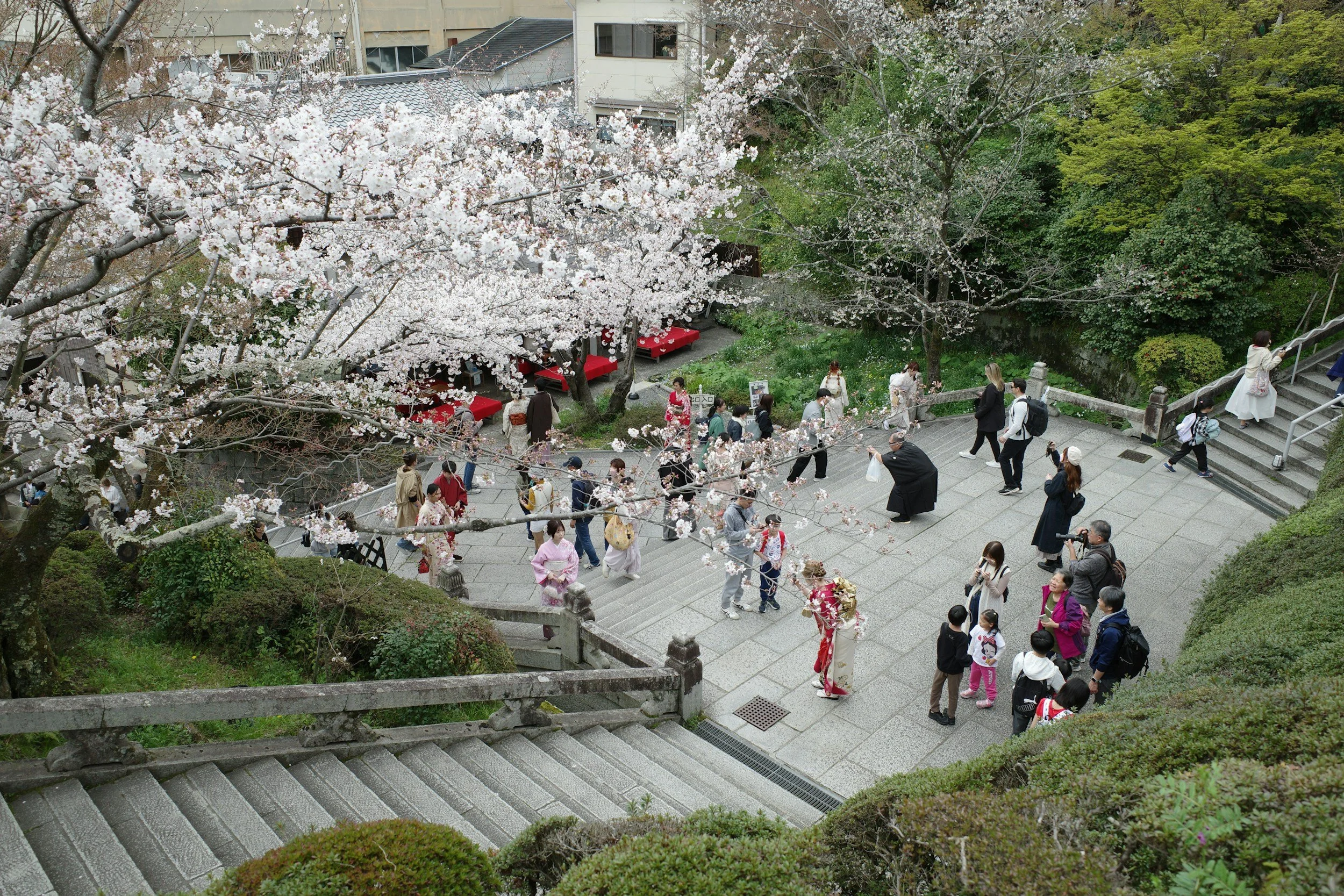 Cherry blossoms at the park with people taking photos.