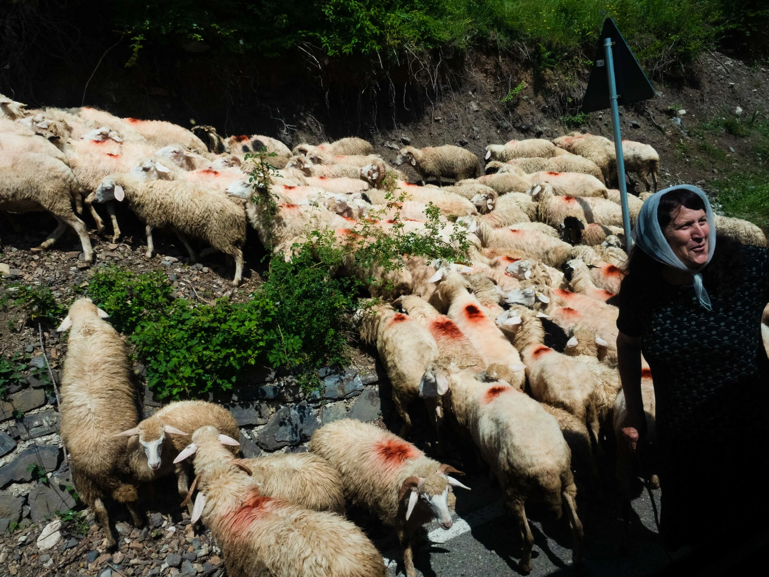 The Sherpherd and Her Herd