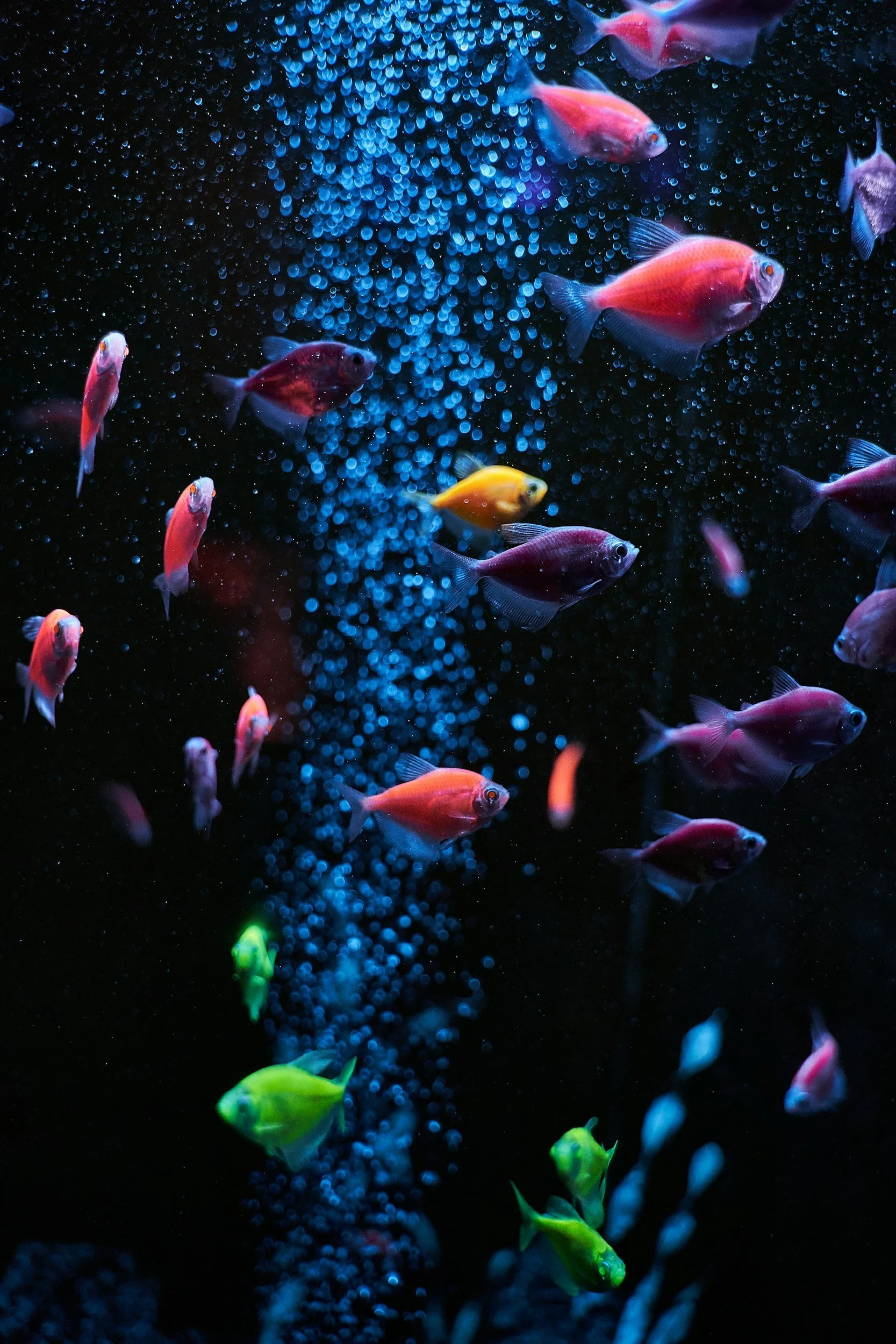 All the Fish: Costume Party