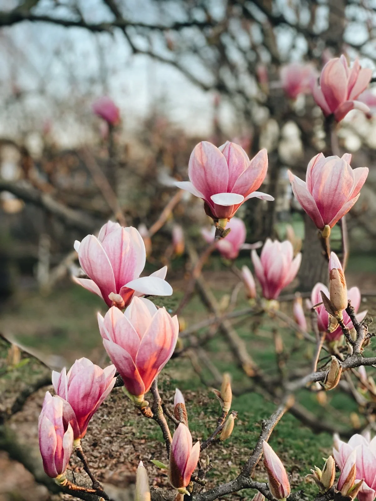 92434318_10157353820104315_6303812122694385664_o_websize (1).jpg