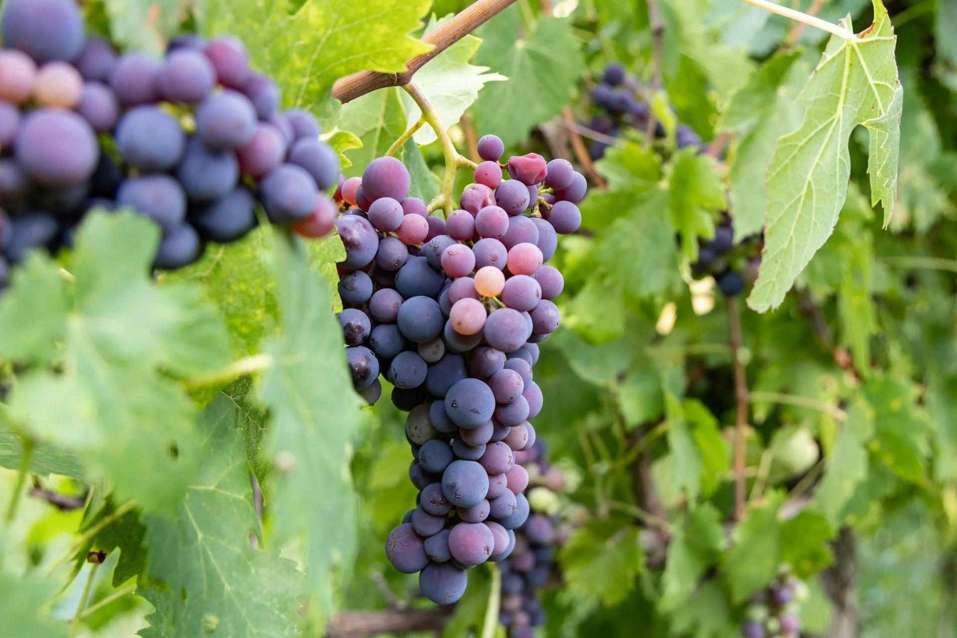 A close-up shot of a cluster of ripening purple and red grapes hanging from a vine with vibrant green leaves.