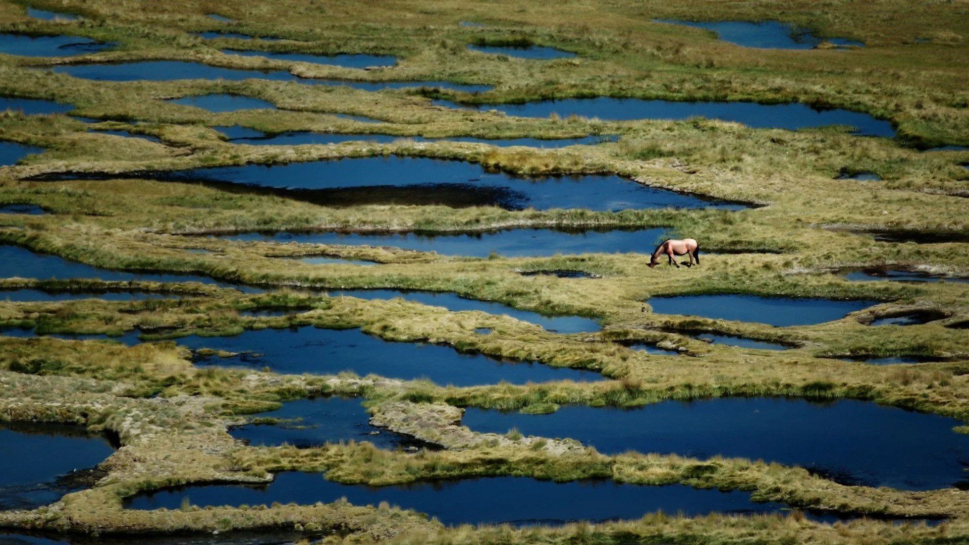 A high-angle view of a vast wetland or marshy field interwoven with bright blue pools of water, featuring a lone horse grazing on a patch of grass.