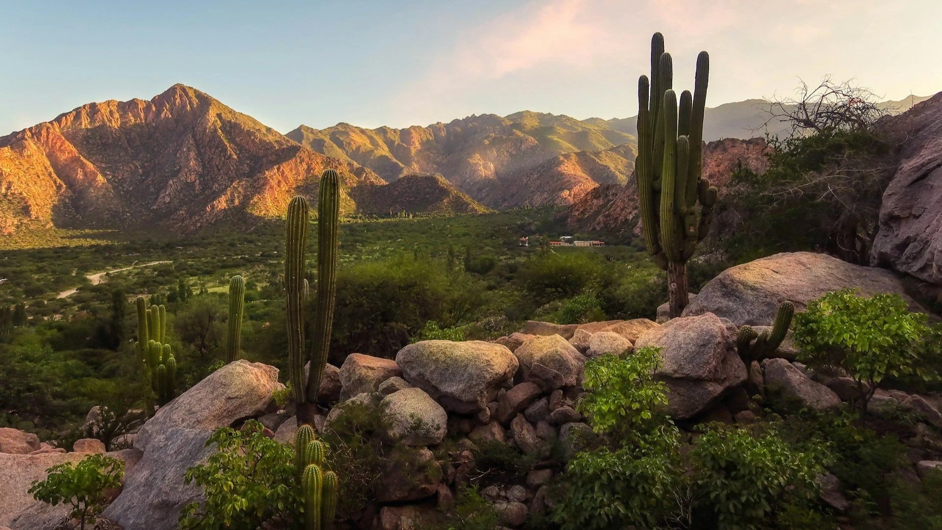 A scenic mountain valley landscape featuring several large, tall cacti growing among boulders in the foreground under a soft evening sky.