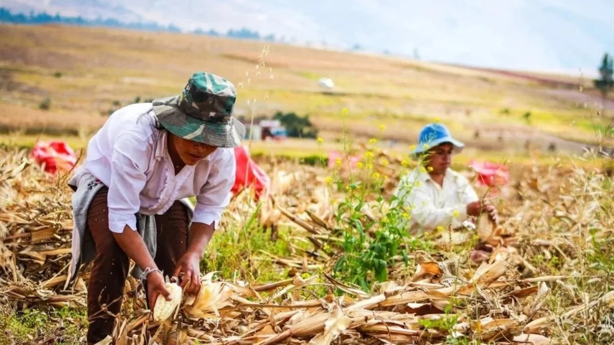 Two farmers wearing hats harvest corn by hand in a sun-drenched, rustic field in Peru.