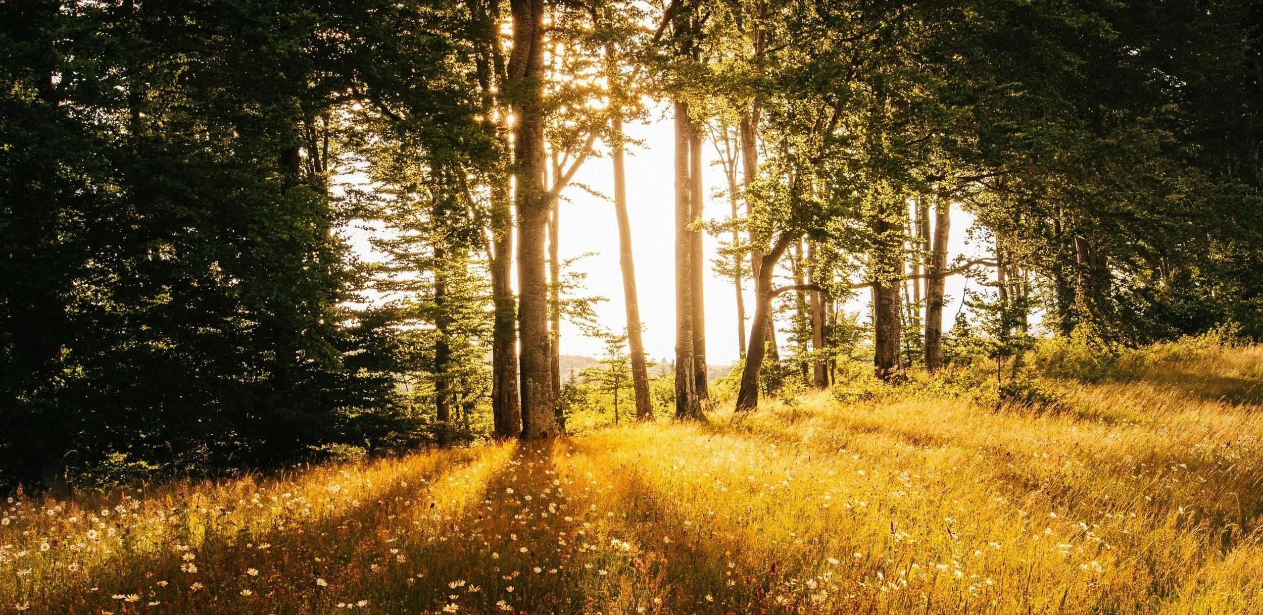 A meadow filled with tall grass and white wild flowers, bathed in warm light. The sun shines through trees.