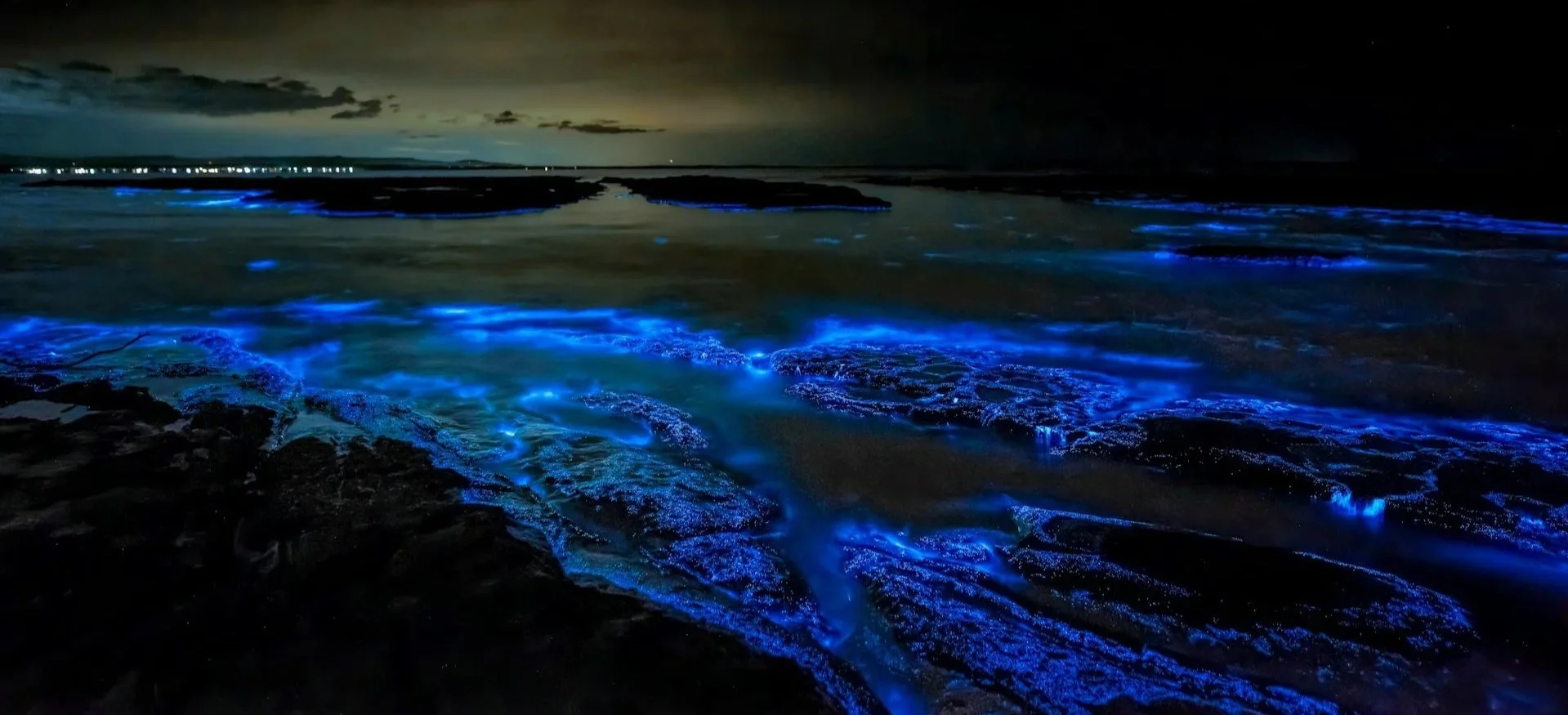 Waves of bright blue bioluminescent water crashing against dark rocks on a coastline at night under a starry sky.
