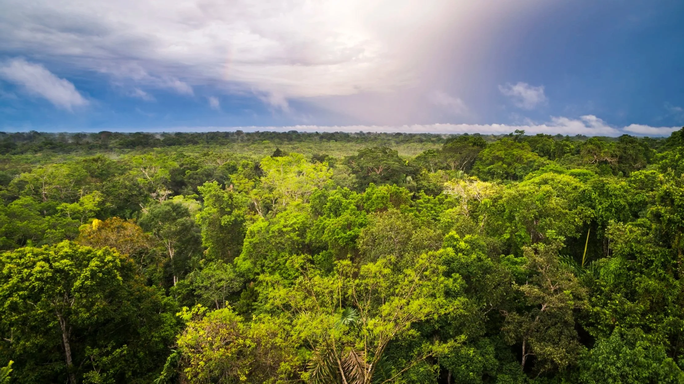 A wide view overlooking the dense, green treetop canopy of the Amazon rainforest under a dramatic, cloudy sky.