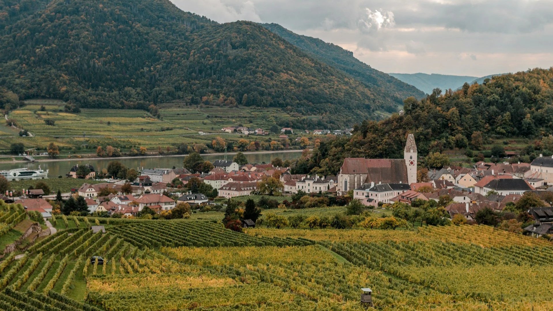 A lush valley featuring neat rows of a vineyard in the foreground and a small village with a prominent church nestled against rolling hills.