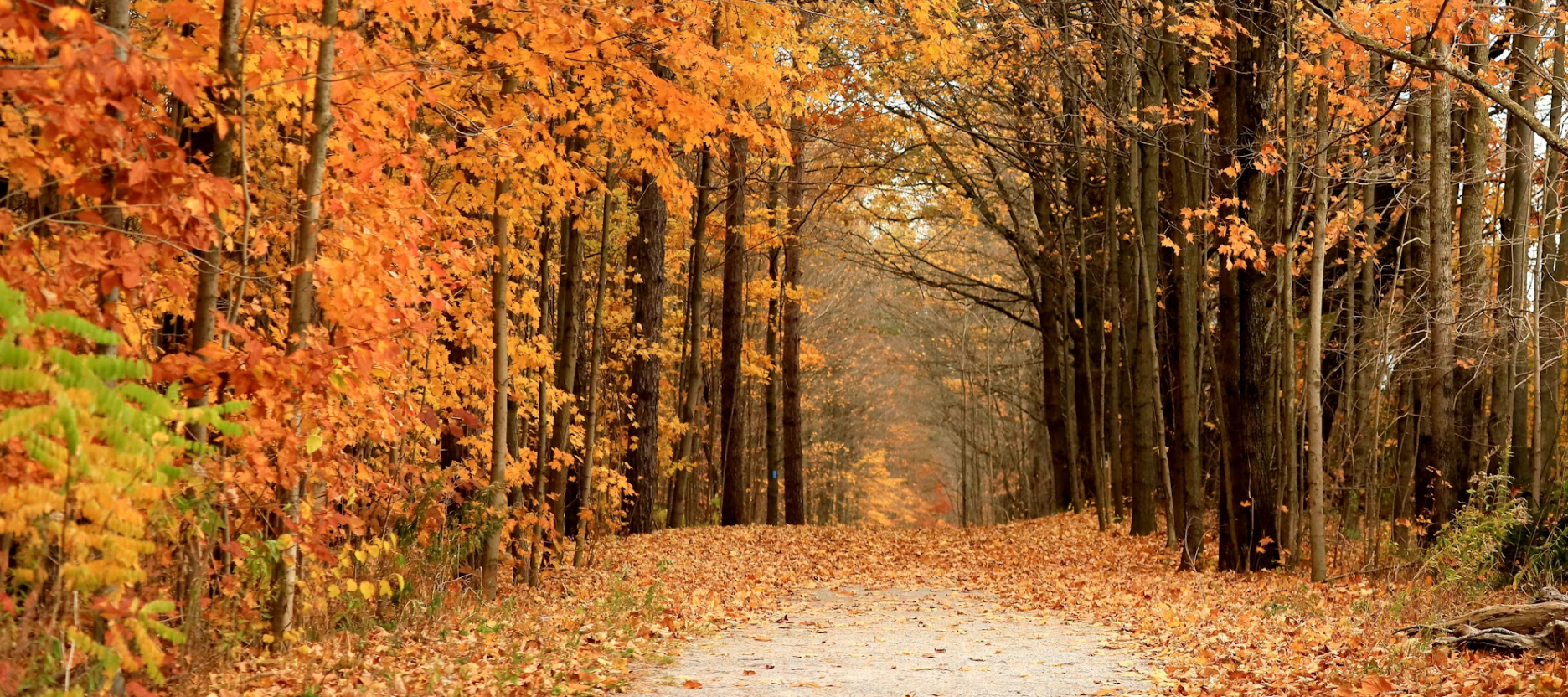 A path covered in fallen leaves winds through a forest with trees displaying vibrant orange and yellow fall foliage.