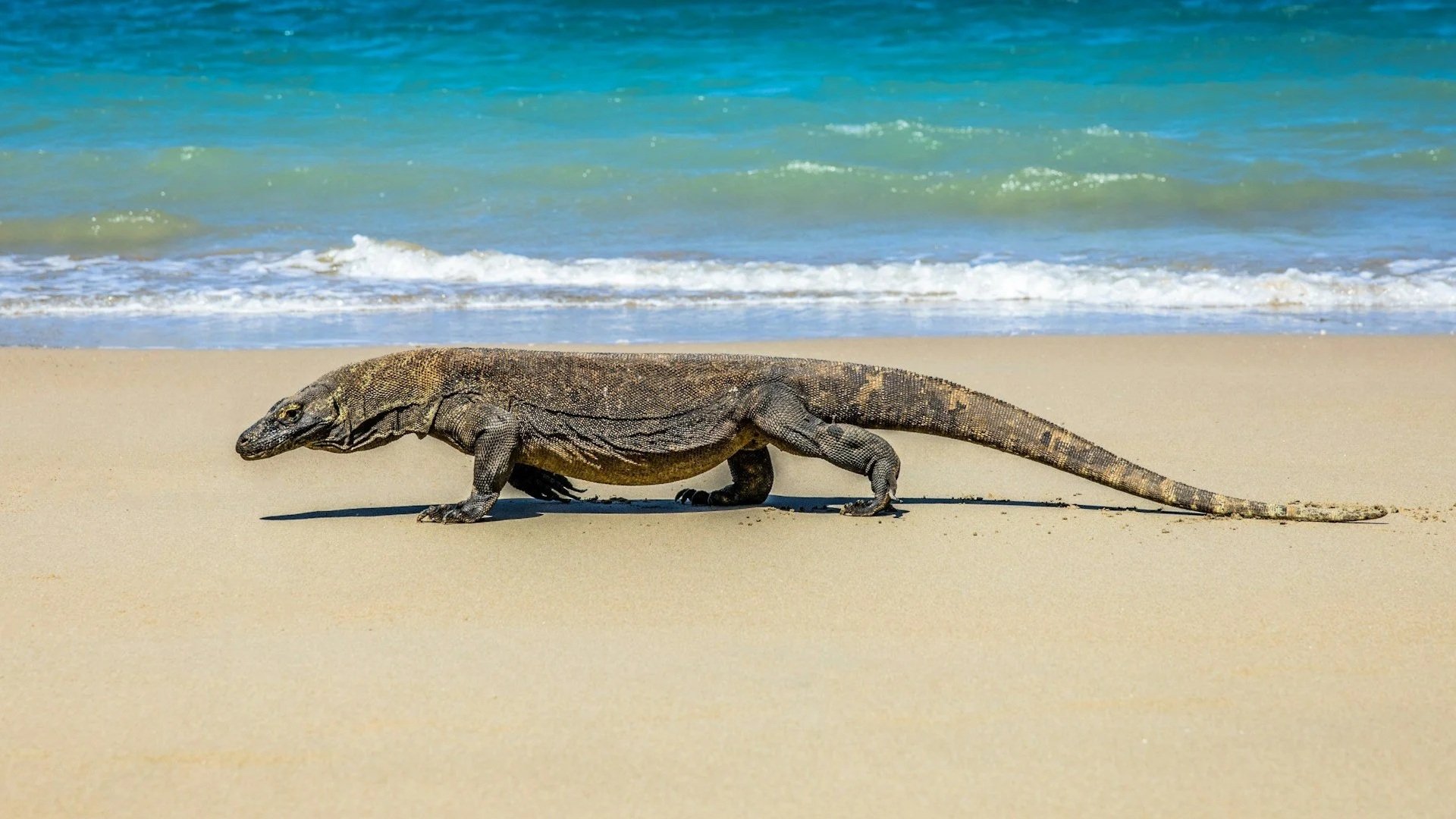 A large Komodo dragon walking across a sandy beach with bright blue ocean waves in the background.