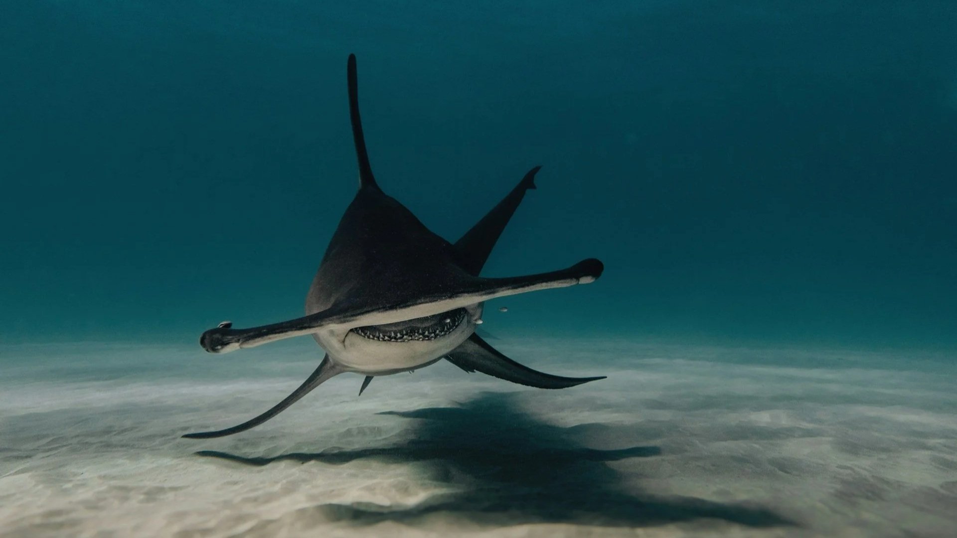 A head-on, underwater view of a hammerhead shark swimming just above a sandy ocean floor.