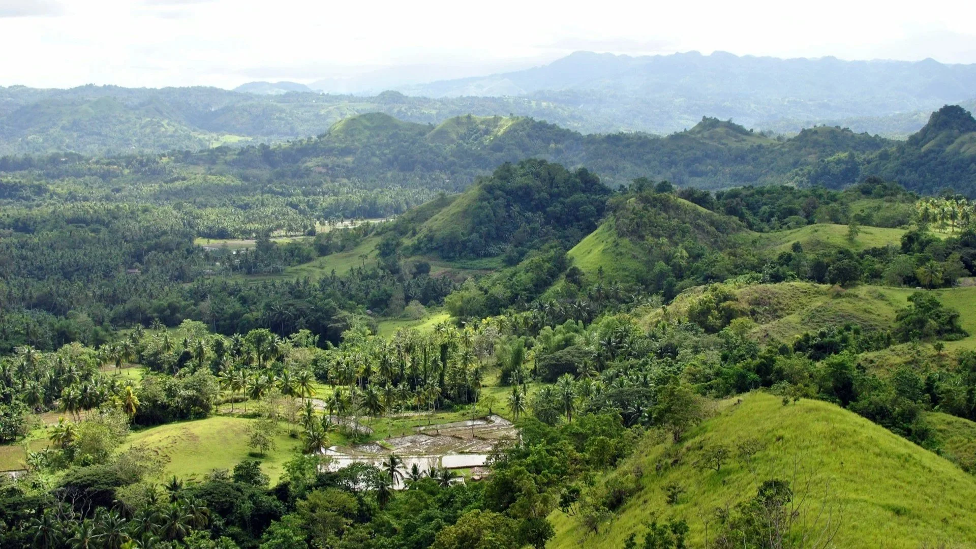 Scenic landscape view of rolling green hills, palm trees, and agricultural fields under an overcast sky.