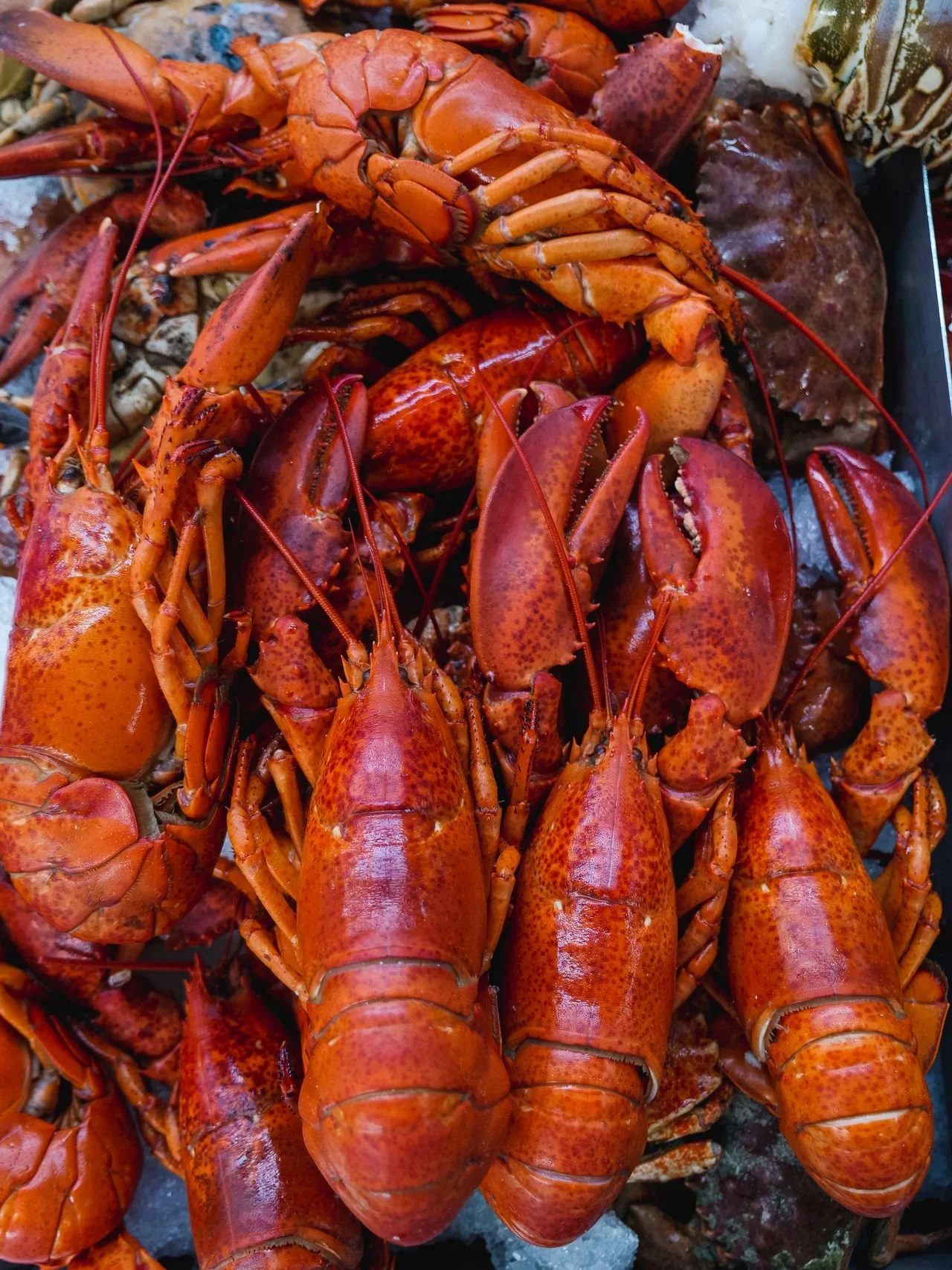 A close-up, top-down shot of several bright red-orange cooked whole lobsters with large claws piled closely together on ice.