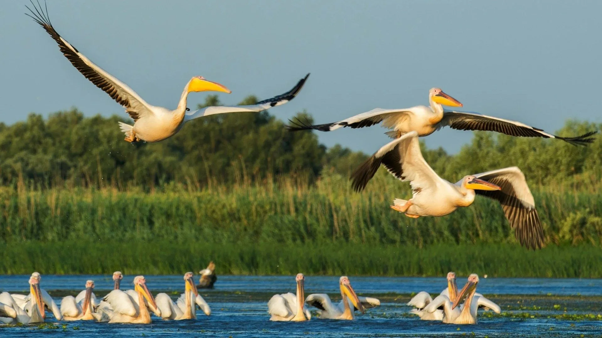 A flock of white pelicans with black-tipped wings soaring and swimming in the wetlands of the Danube Delta.