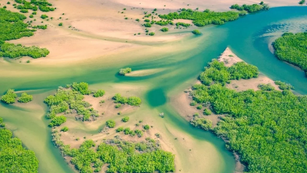 High-angle aerial view of a vibrant green mangrove estuary twisting through sandy channels and shallow, turquoise water.
