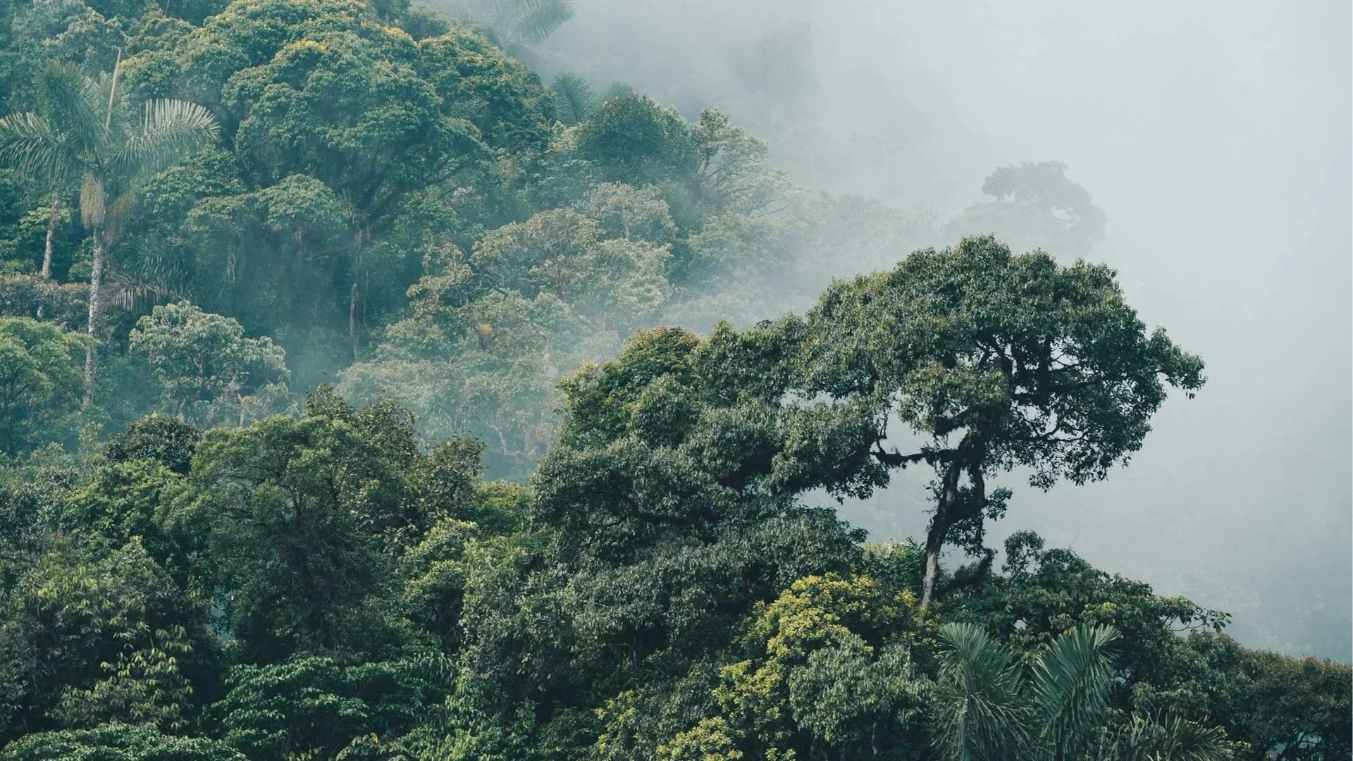 A close-up view of a tropical cloud forest where thick fog rolls over dark green, layered vegetation and palm trees.
