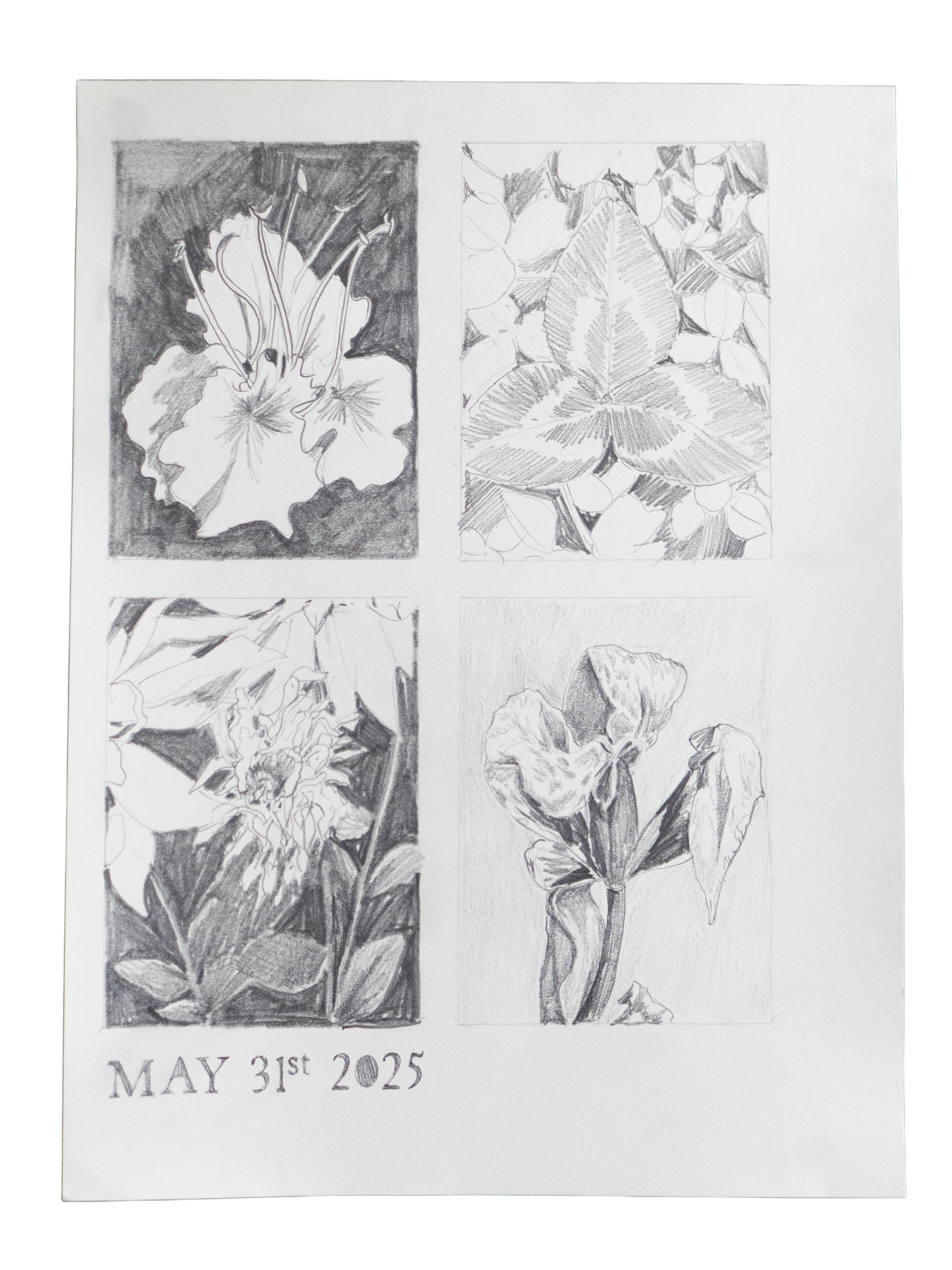 May 31, 2025 (Flora Studies)