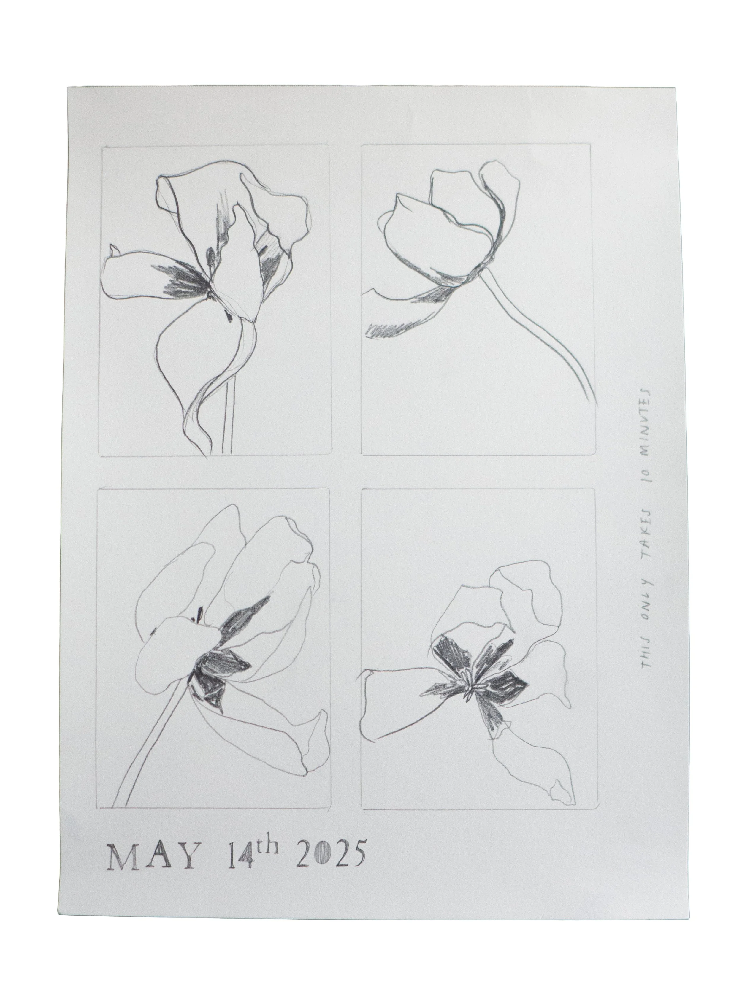 May 14, 2025 (Tulip Studies)