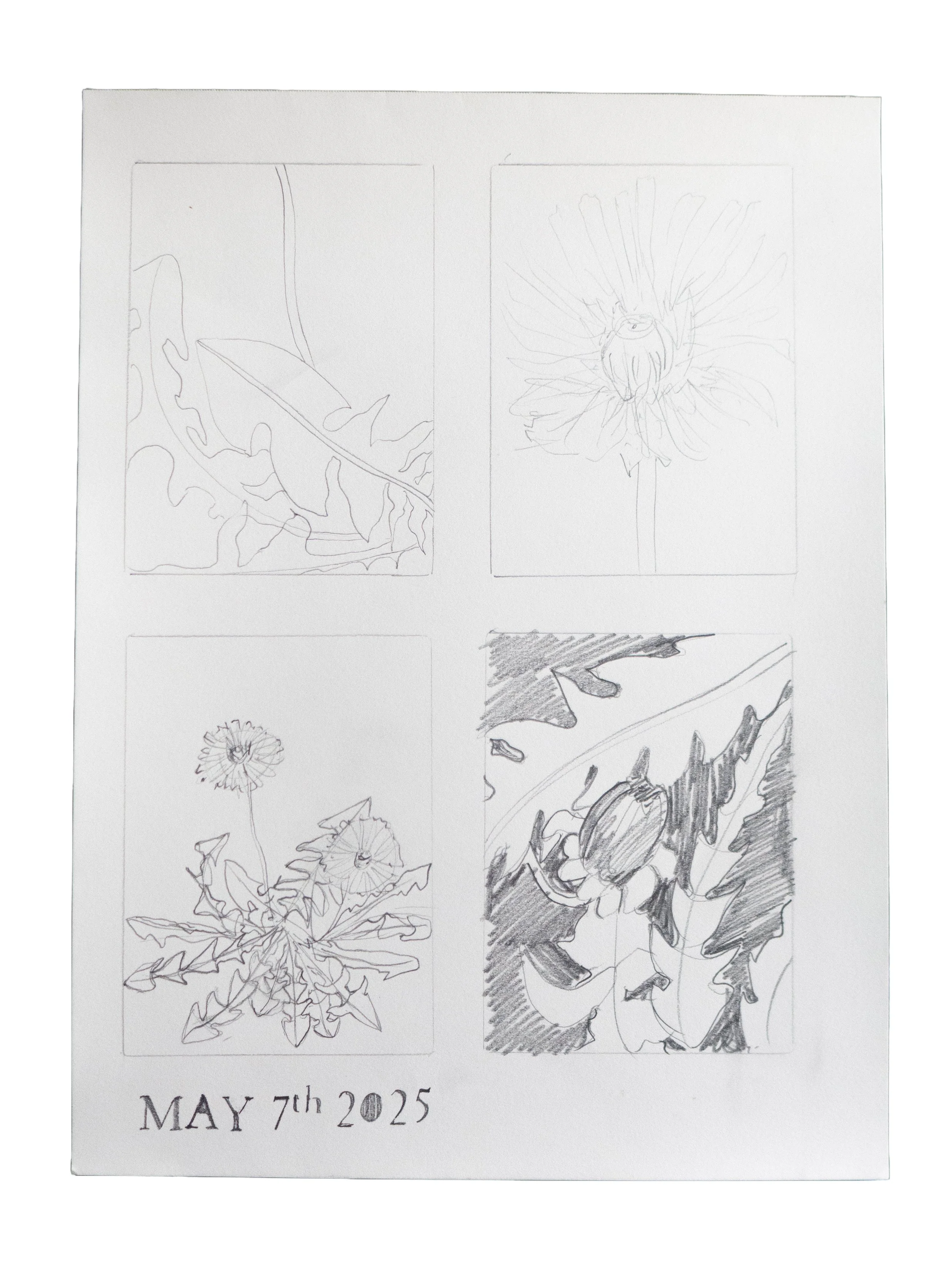 May 7, 2025 (Dandelion Studies)