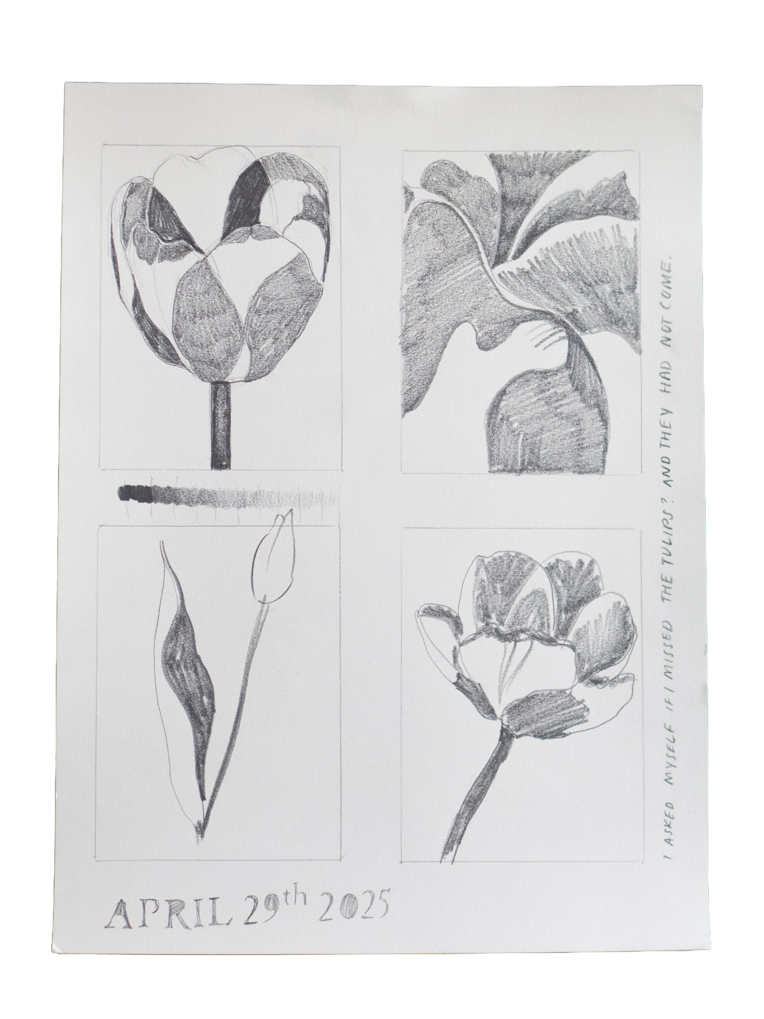 April 29, 2025 (Tulip Studies)
